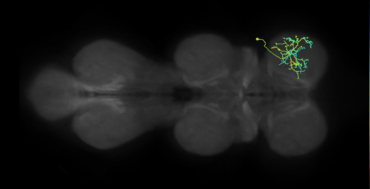 IN21A037_R (MaleCNS:815501)