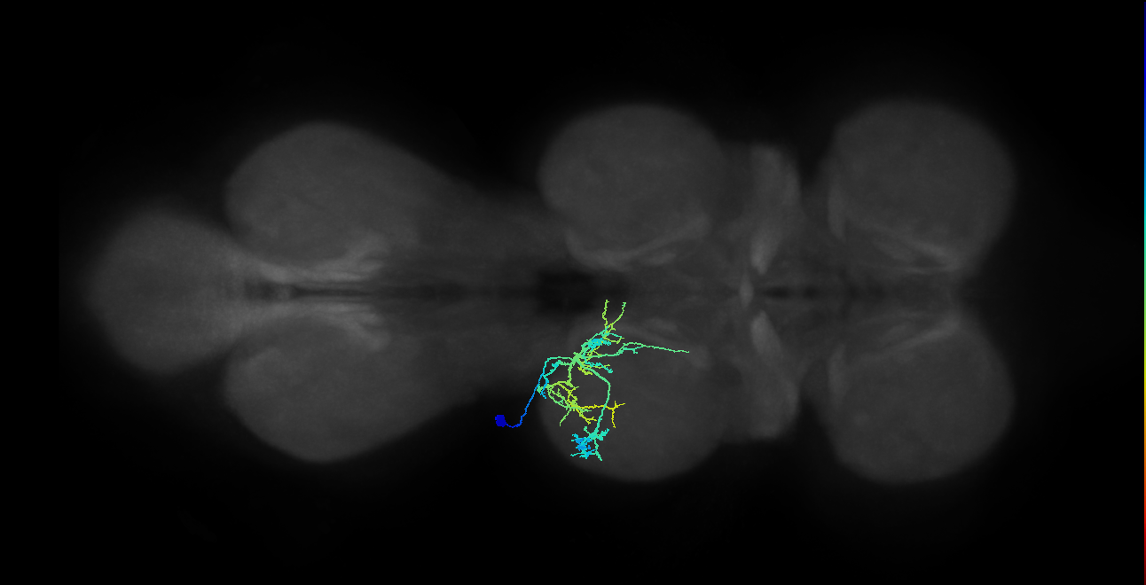 NB4-3 lineage neuron
