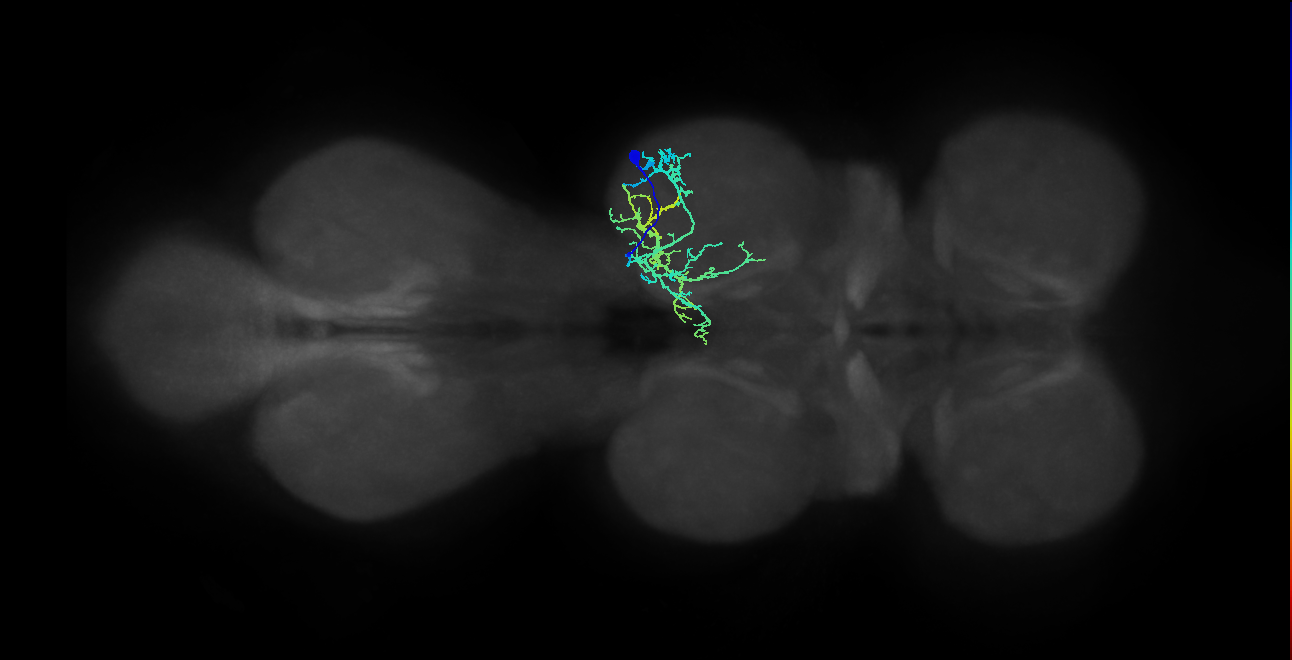 NB4-3 lineage neuron