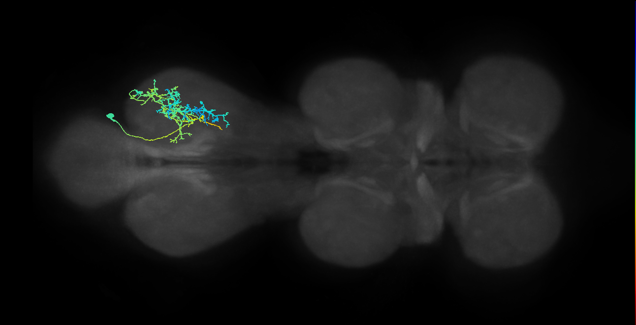 IN21A047_b_R (MaleCNS:807491)