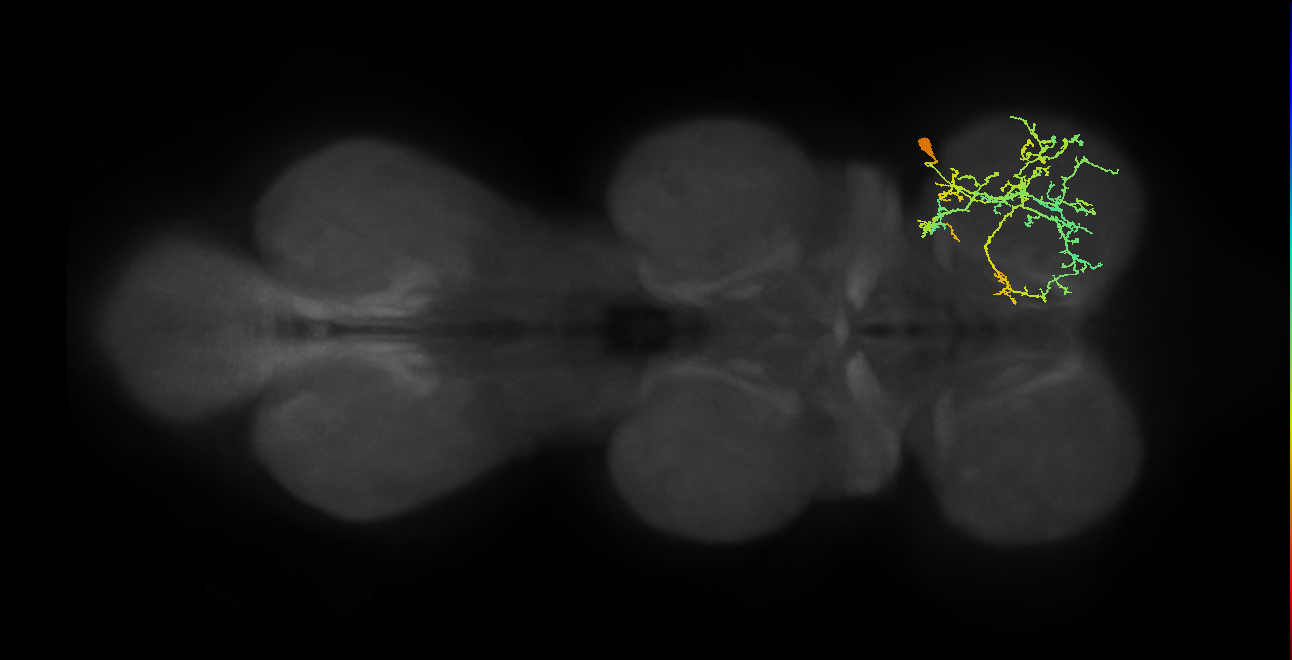 IN21A047_e_R (MaleCNS:902708)
