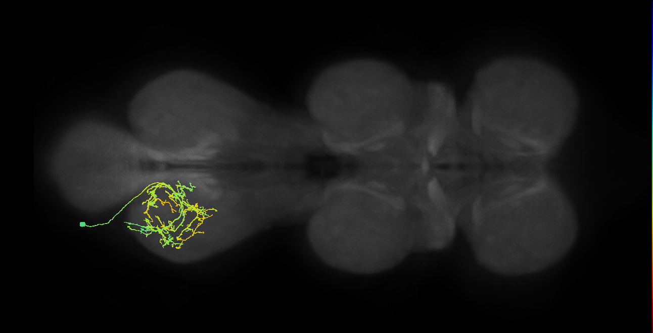 IN21A061_L (MaleCNS:802722)