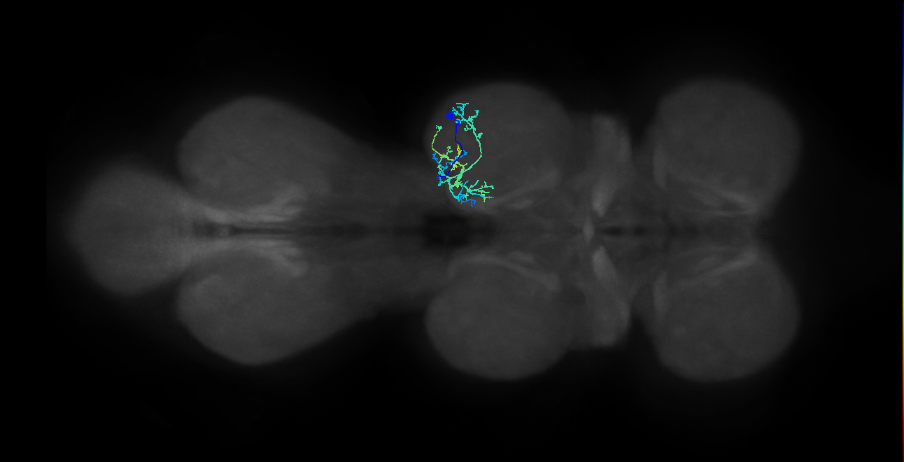 IN21A077_R (MaleCNS:810578)