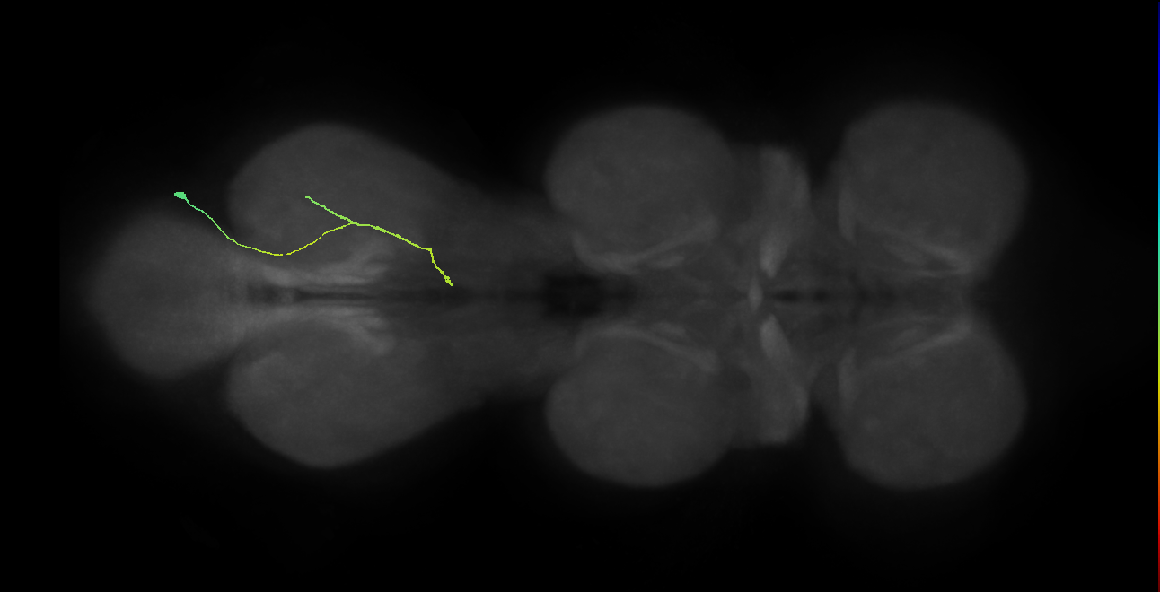 IN21A087_R (MaleCNS:1051727467)