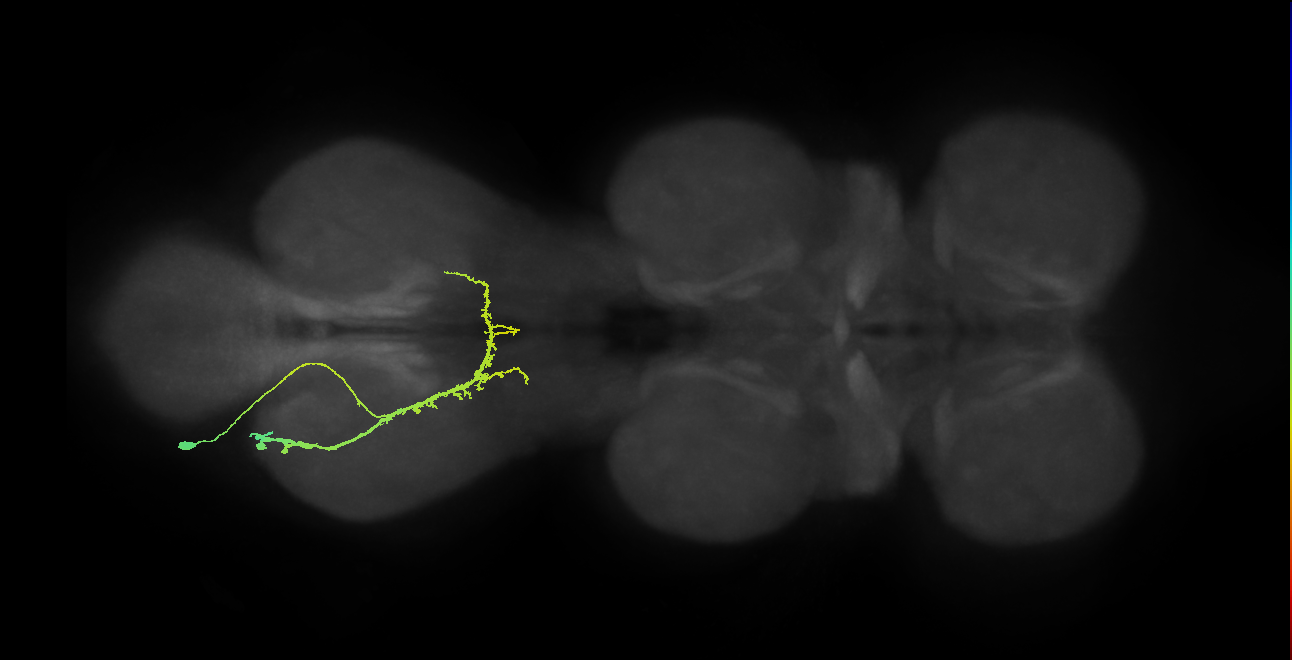 IN21A087_L (MaleCNS:904985)