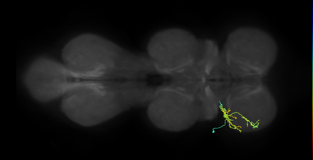 IN21A090_L (MaleCNS:810627)