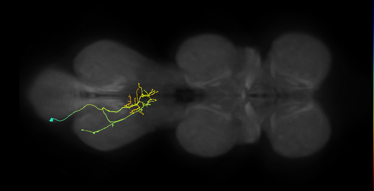 IN21A093_L (MaleCNS:817386)