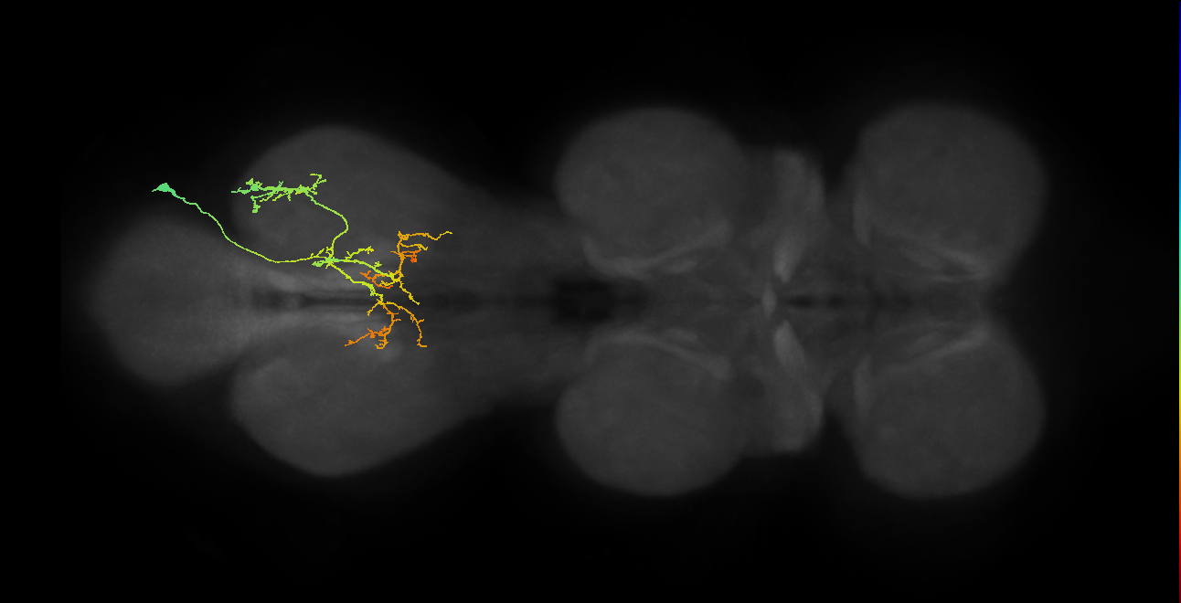 IN21A093_R (MaleCNS:814979)