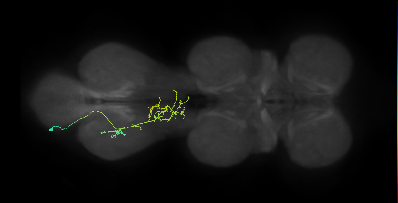 IN21A099_L (MaleCNS:813325)