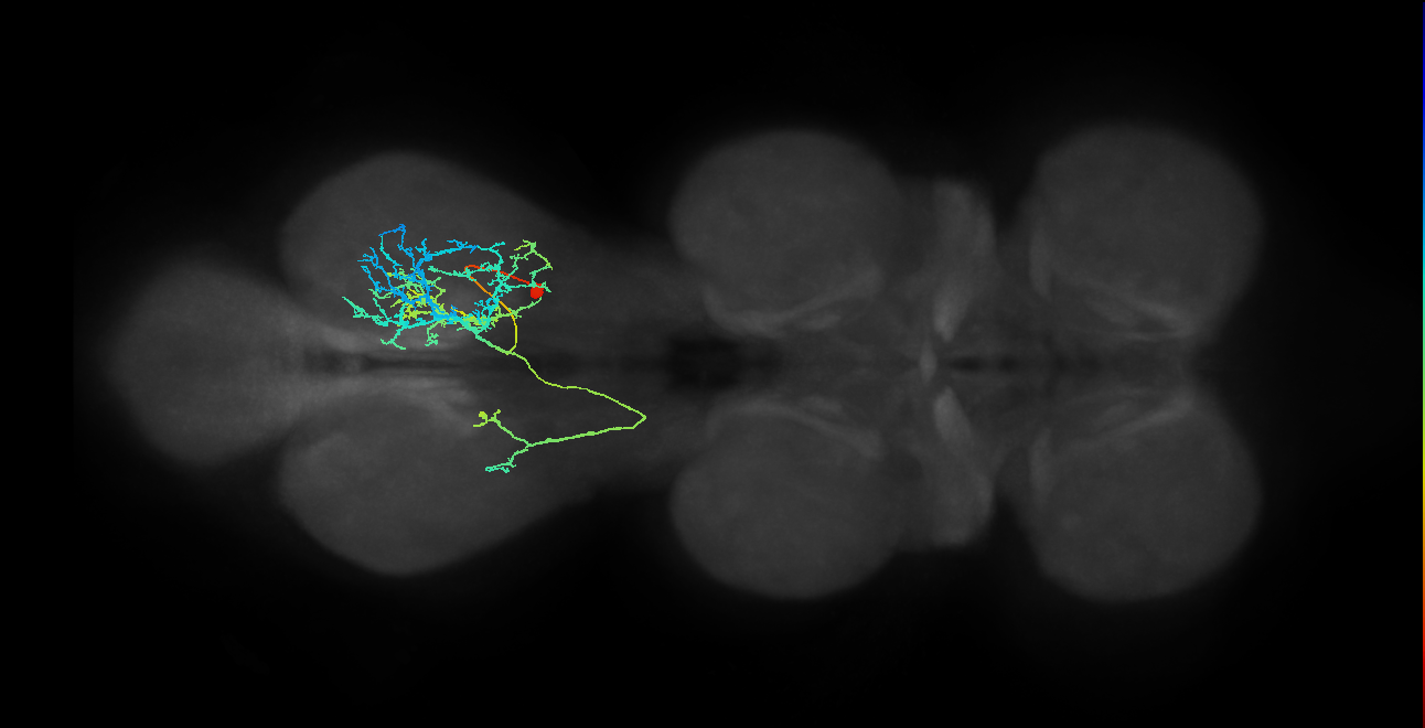 IN23B028_R (MaleCNS:907006)