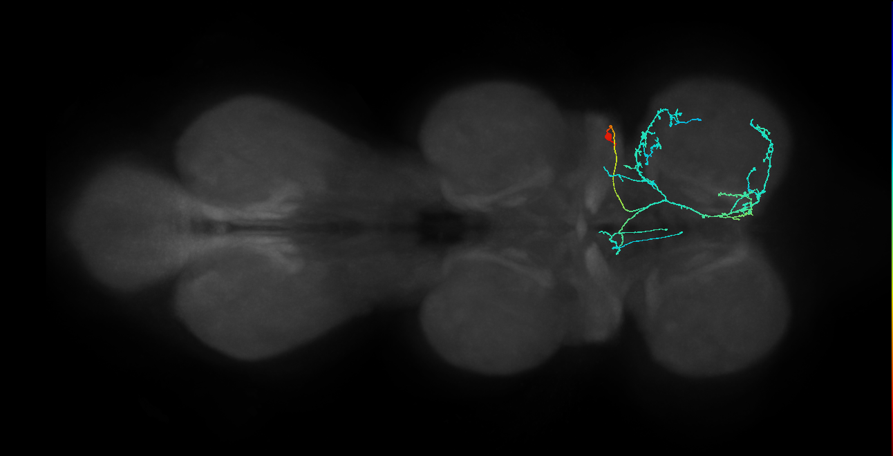 IN23B049_R (MaleCNS:813347)