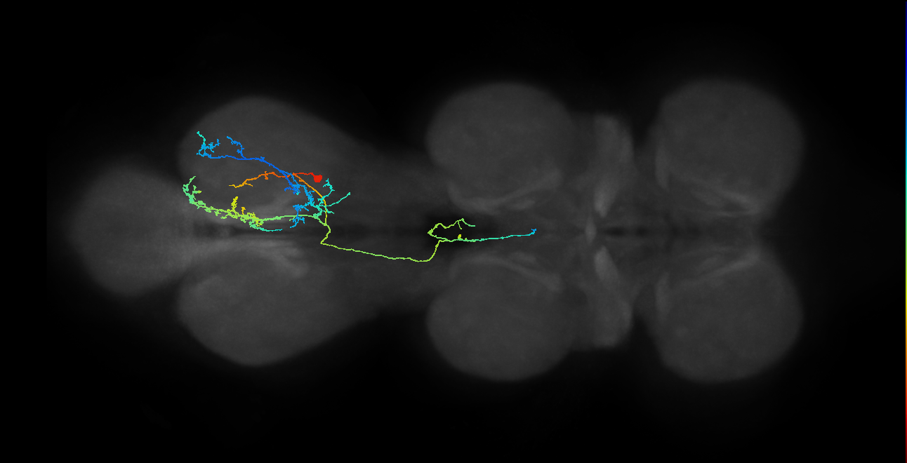 adult serotonergic T3 neuron