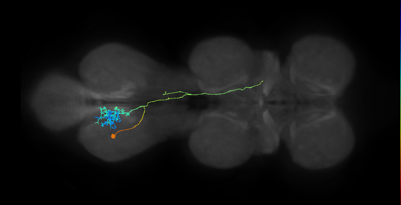 lineage 23 secondary neuron