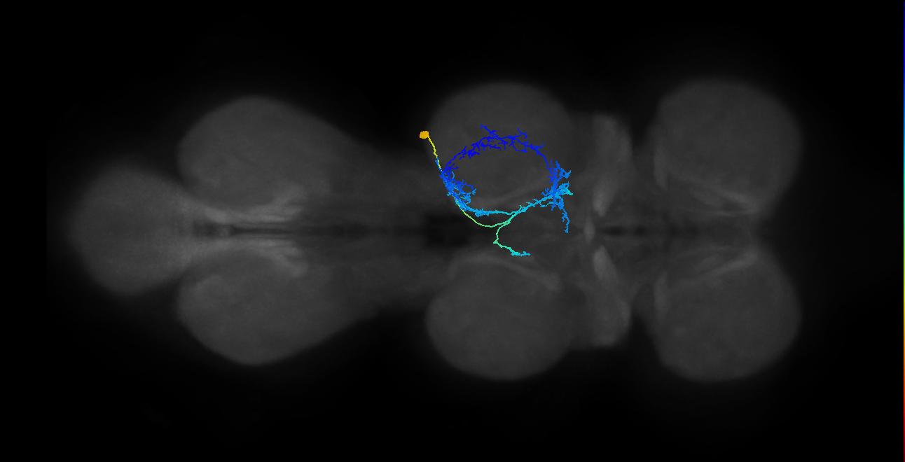 IN23B064_R (MaleCNS:801255)