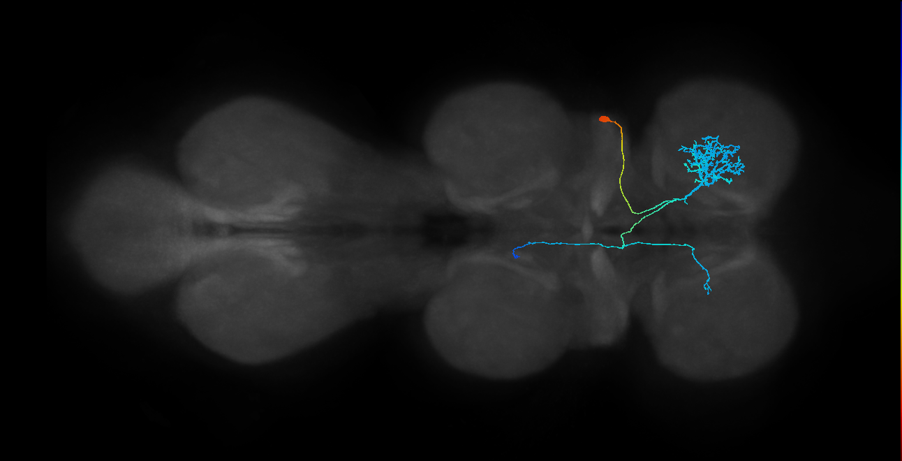 IN23B067_d_R (MaleCNS:909458)