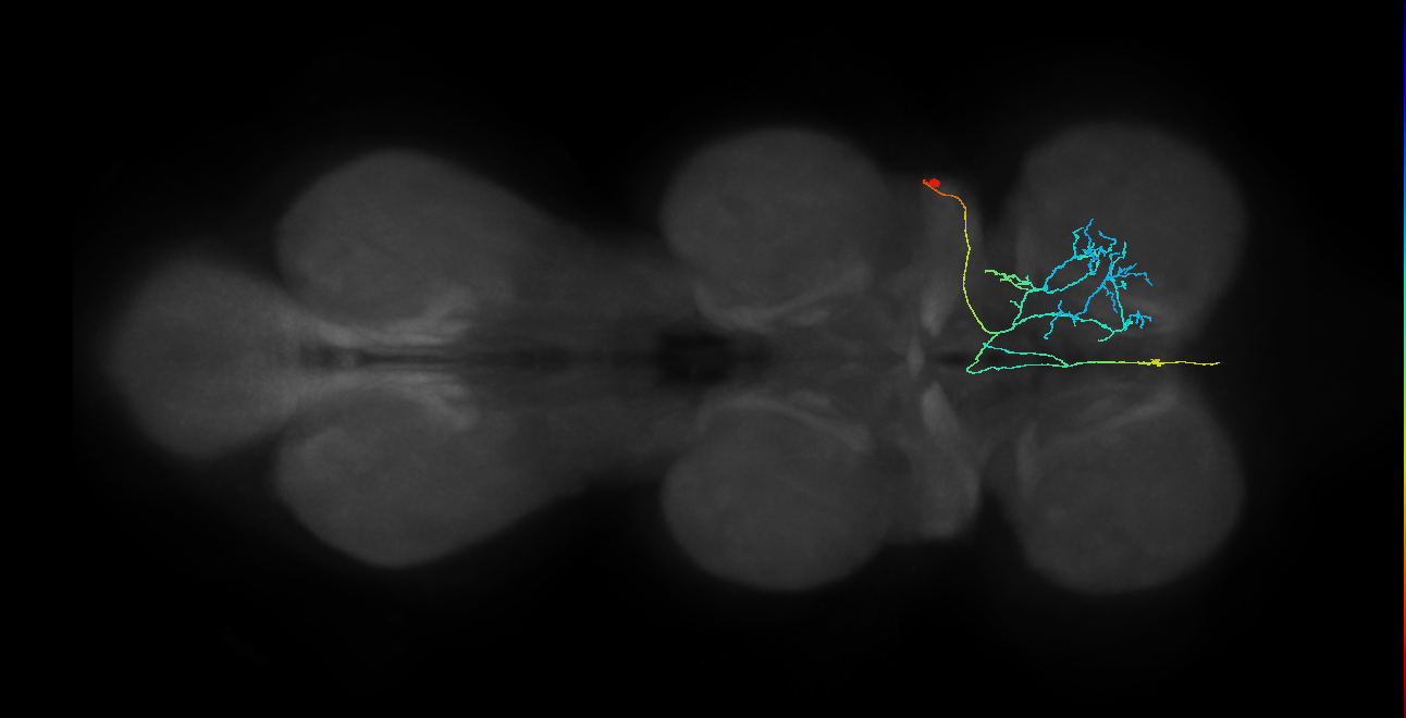 IN23B091_R (MaleCNS:818086)
