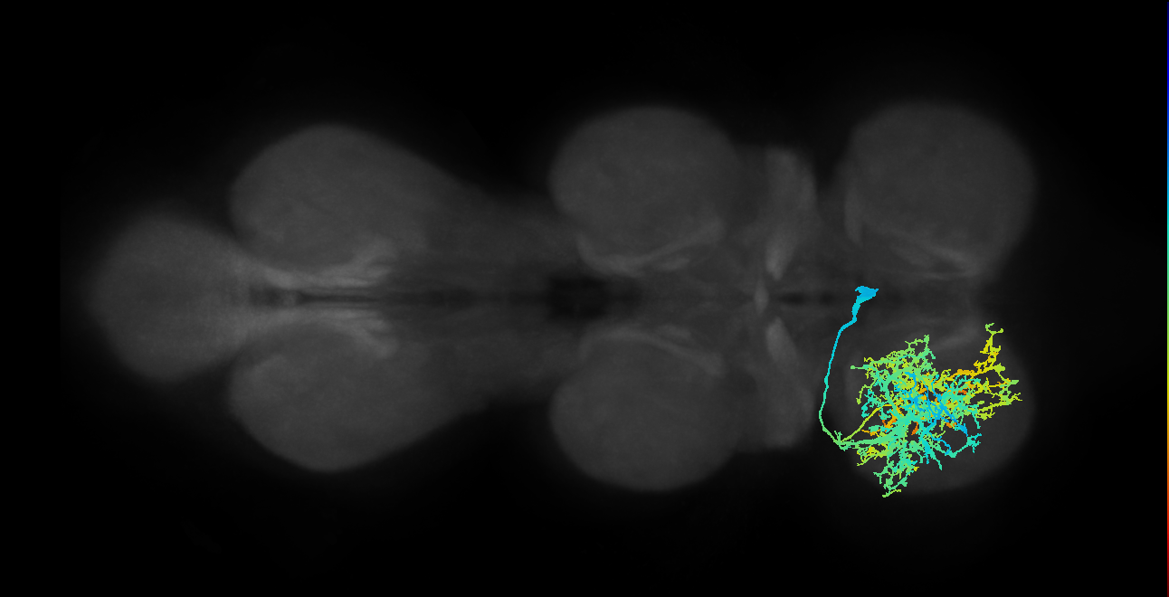 lineage NB5-1 interneuron