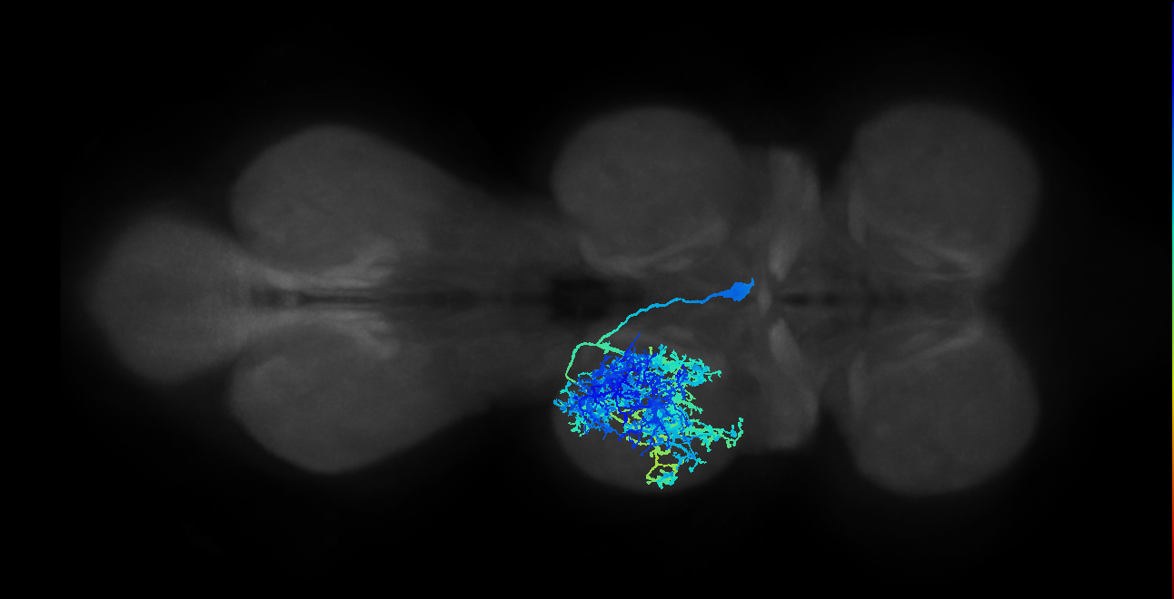 lineage NB5-1 interneuron