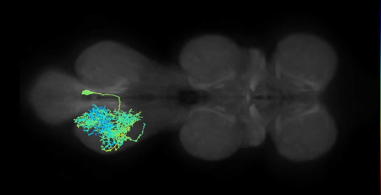 lineage NB5-1 interneuron