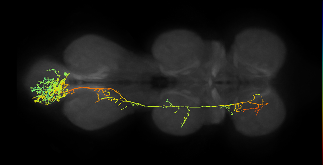 abdominal neuron