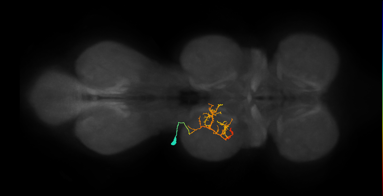 IN03B072_L (MaleCNS:812476)