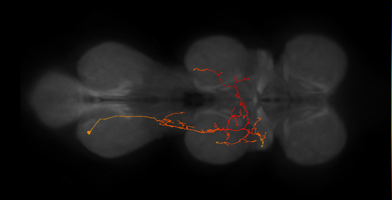 hemilineage 3B secondary neuron