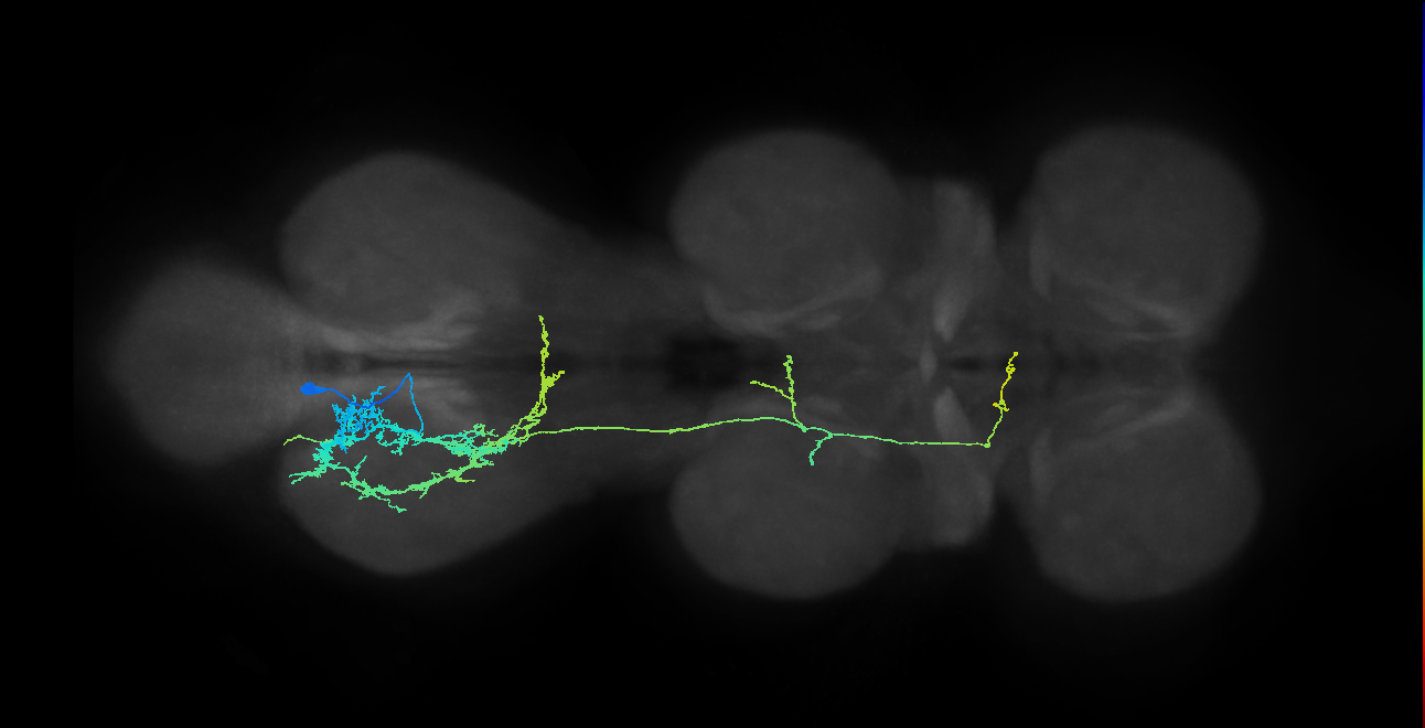 lineage 4 secondary neuron
