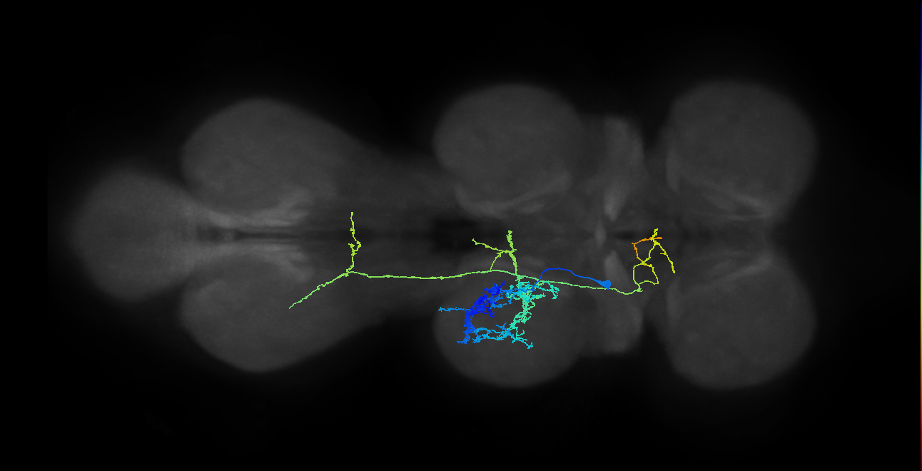 mesothoracic neuron