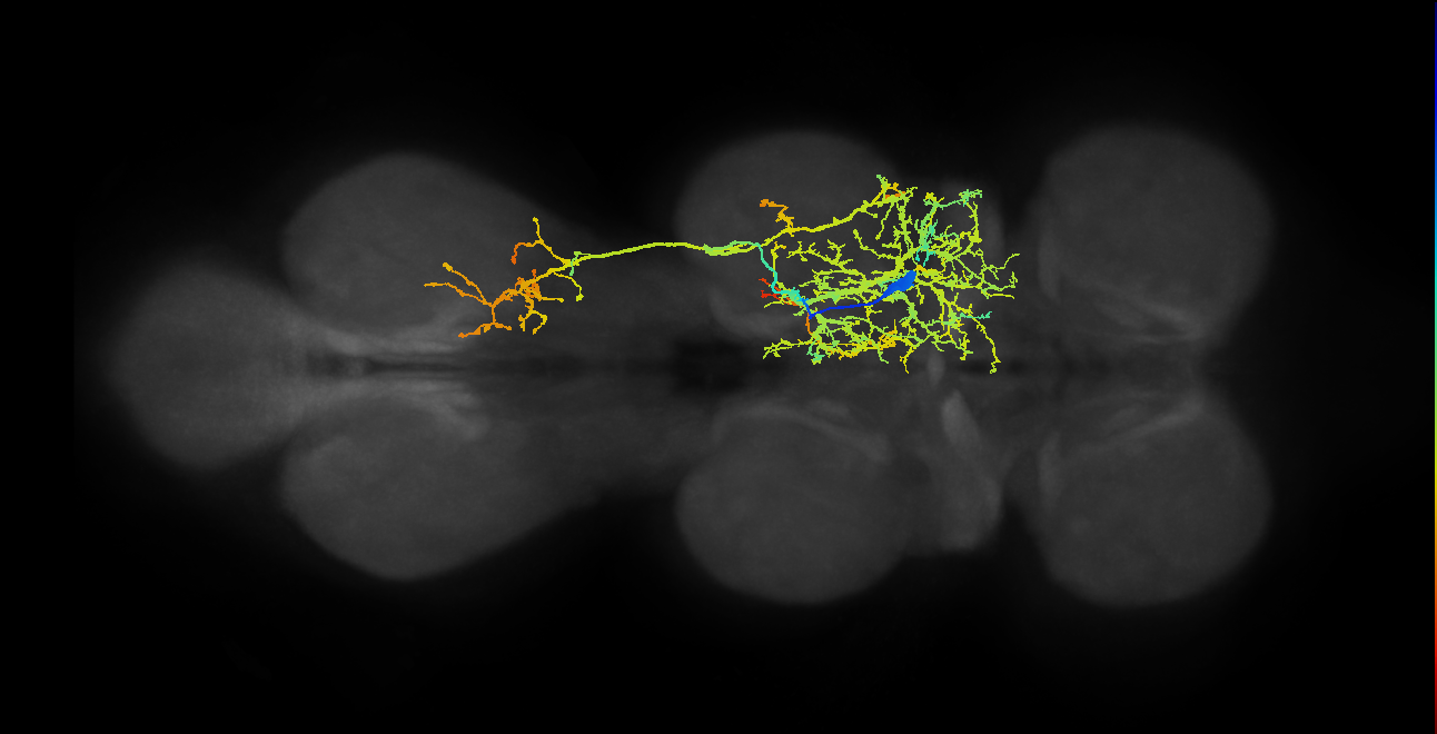 lineage NB3-1 primary interneuron