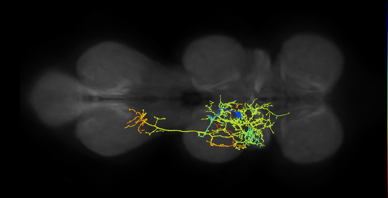 lineage NB3-1 primary interneuron