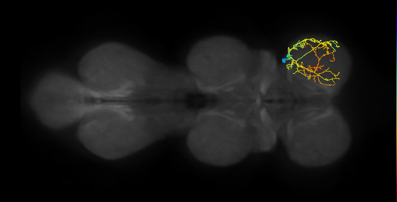 IN04B015_R (MaleCNS:810883)