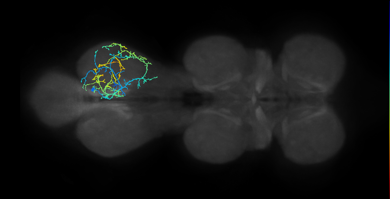 IN04B068_R (MaleCNS:804837)