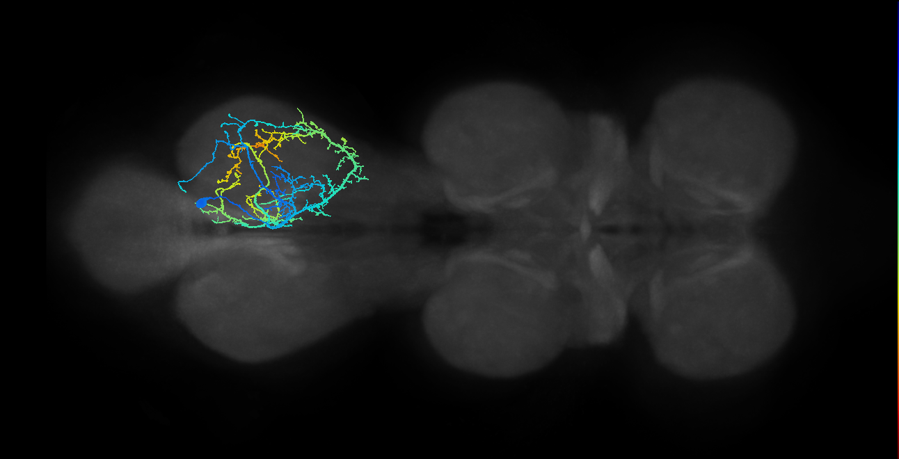IN04B068_R (MaleCNS:906379)