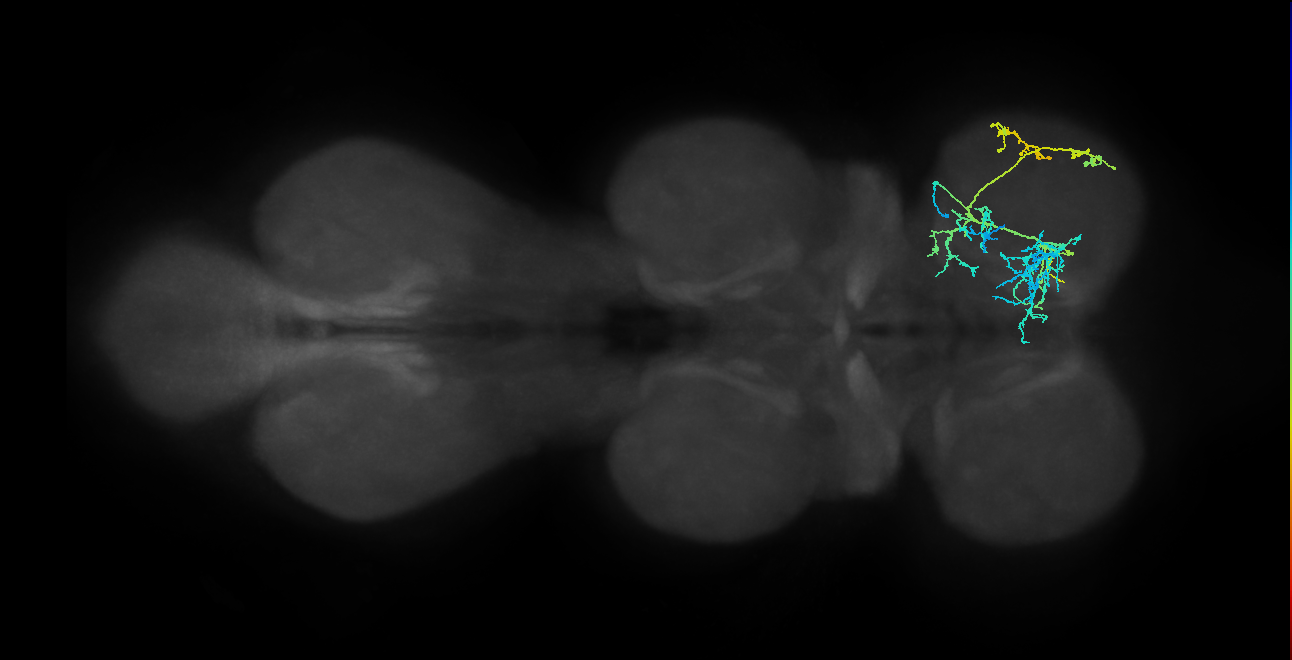 hemilineage 4B secondary neuron