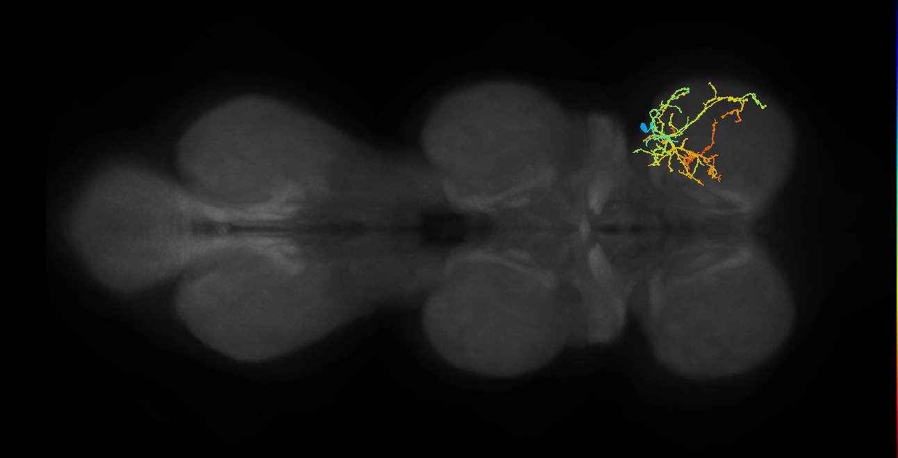 IN04B081_R (MaleCNS:813018)