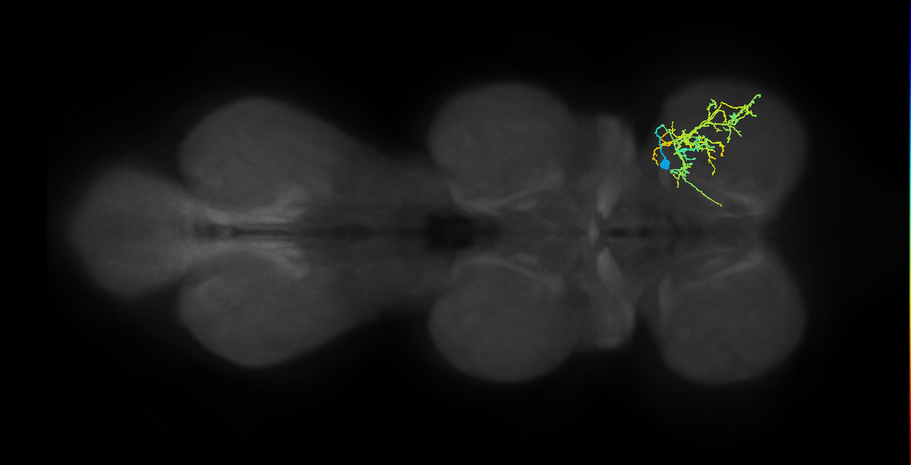 IN04B102_R (MaleCNS:810880)
