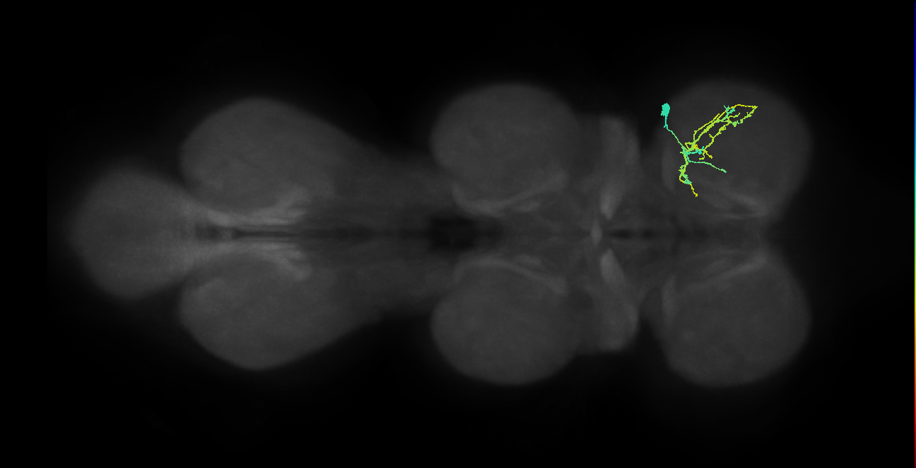 IN04B102_R (MaleCNS:818557)