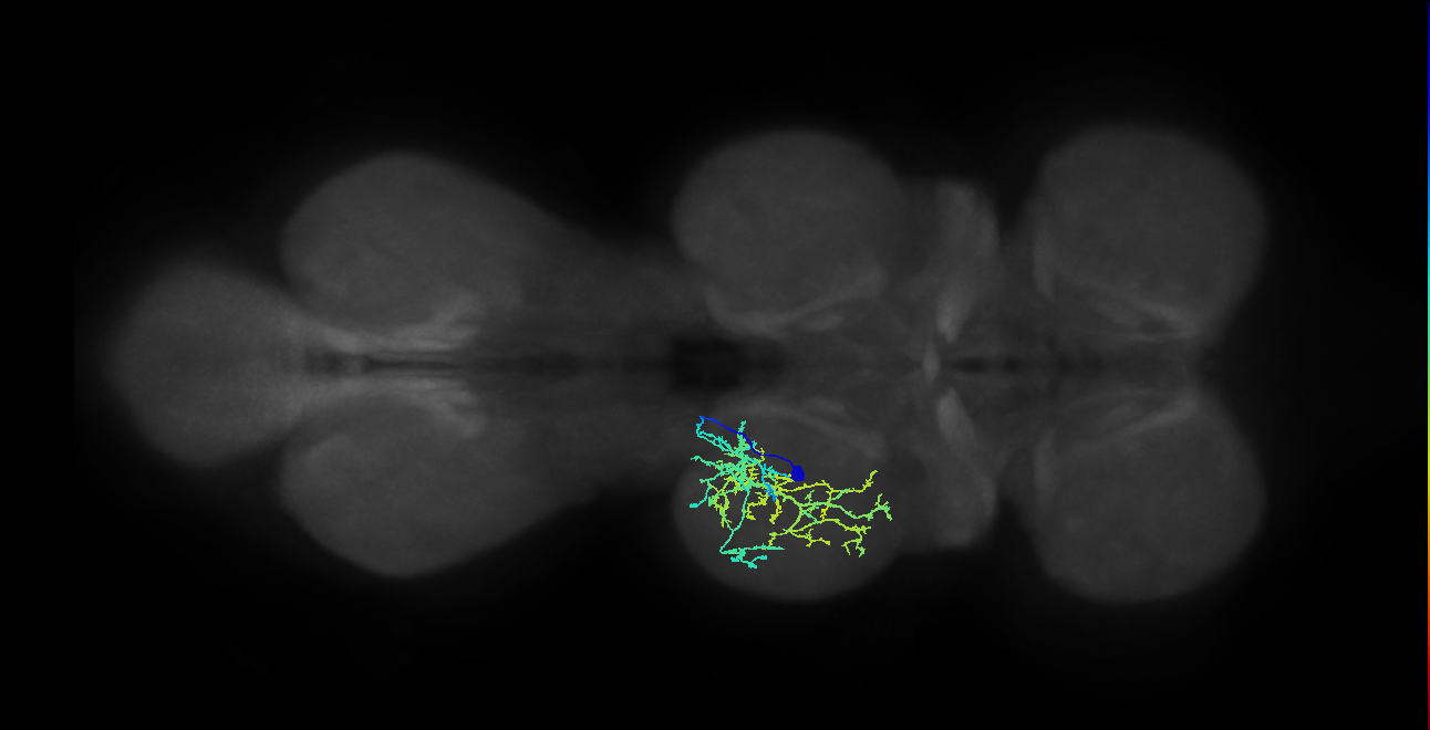 IN04B103_L (MaleCNS:904388)
