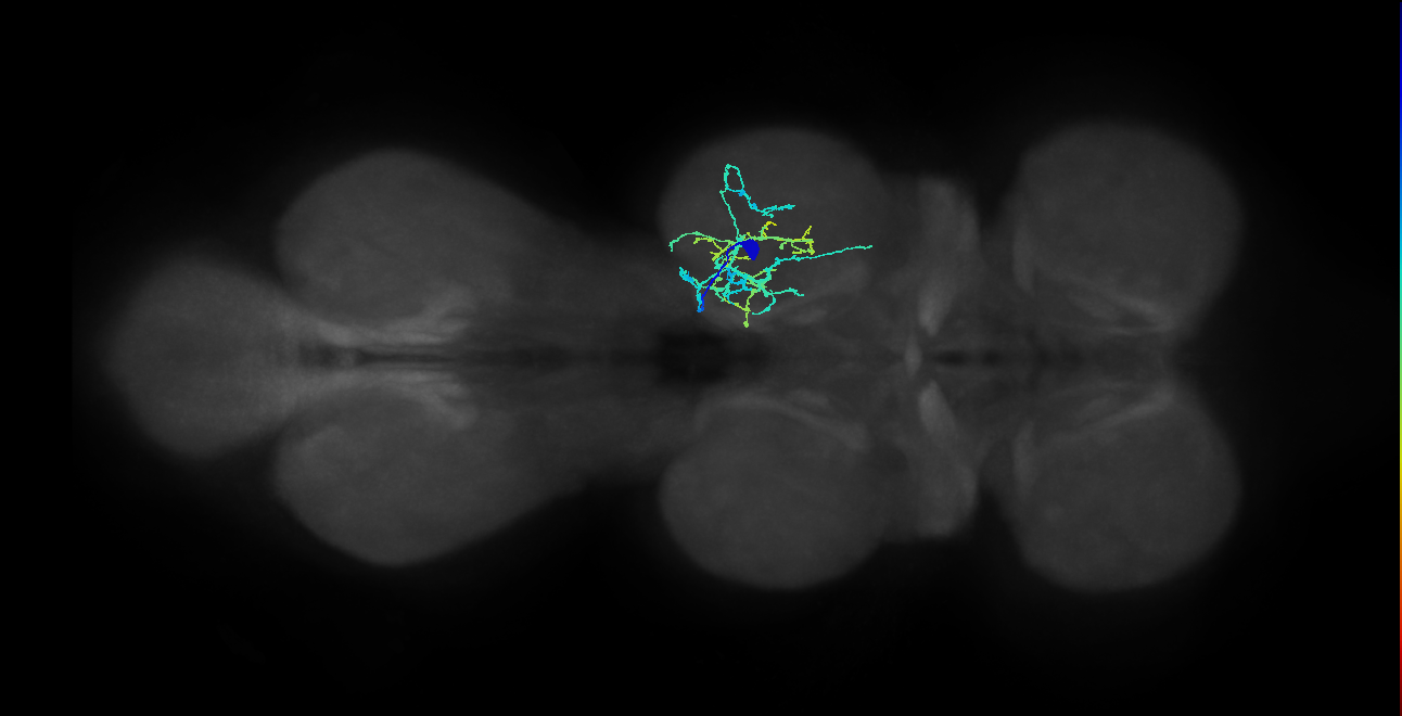 IN04B108_R (MaleCNS:805145)
