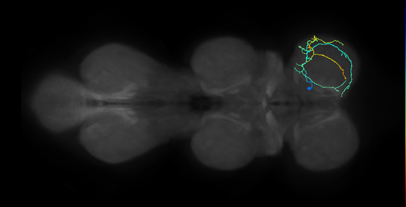 hemilineage 4B secondary neuron