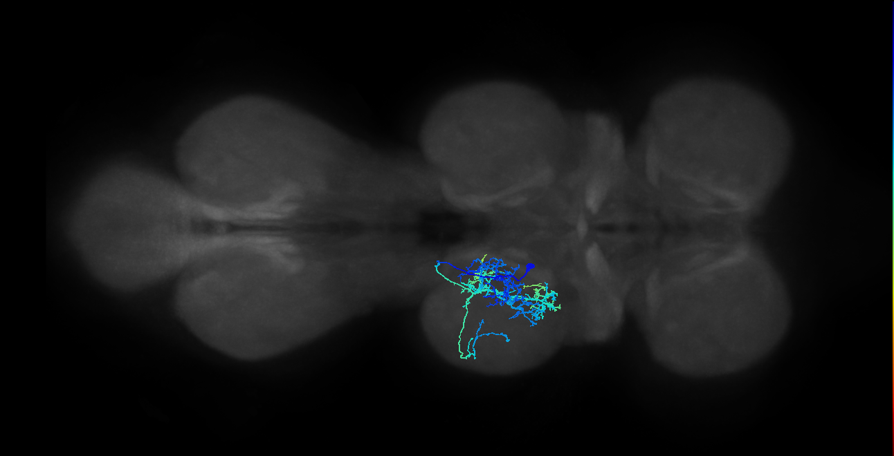 IN04B112_L (MaleCNS:806105)