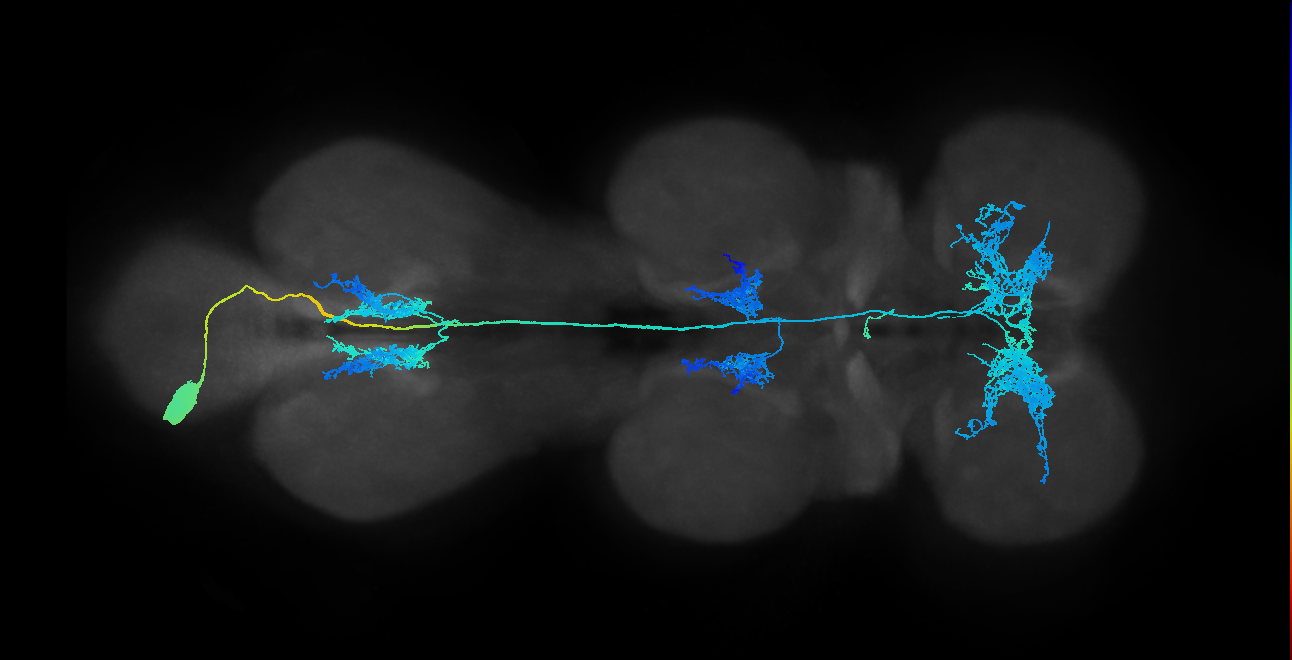 lineage NB5-3 primary interneuron