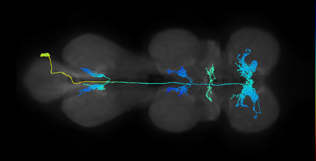 lineage NB5-3 primary interneuron