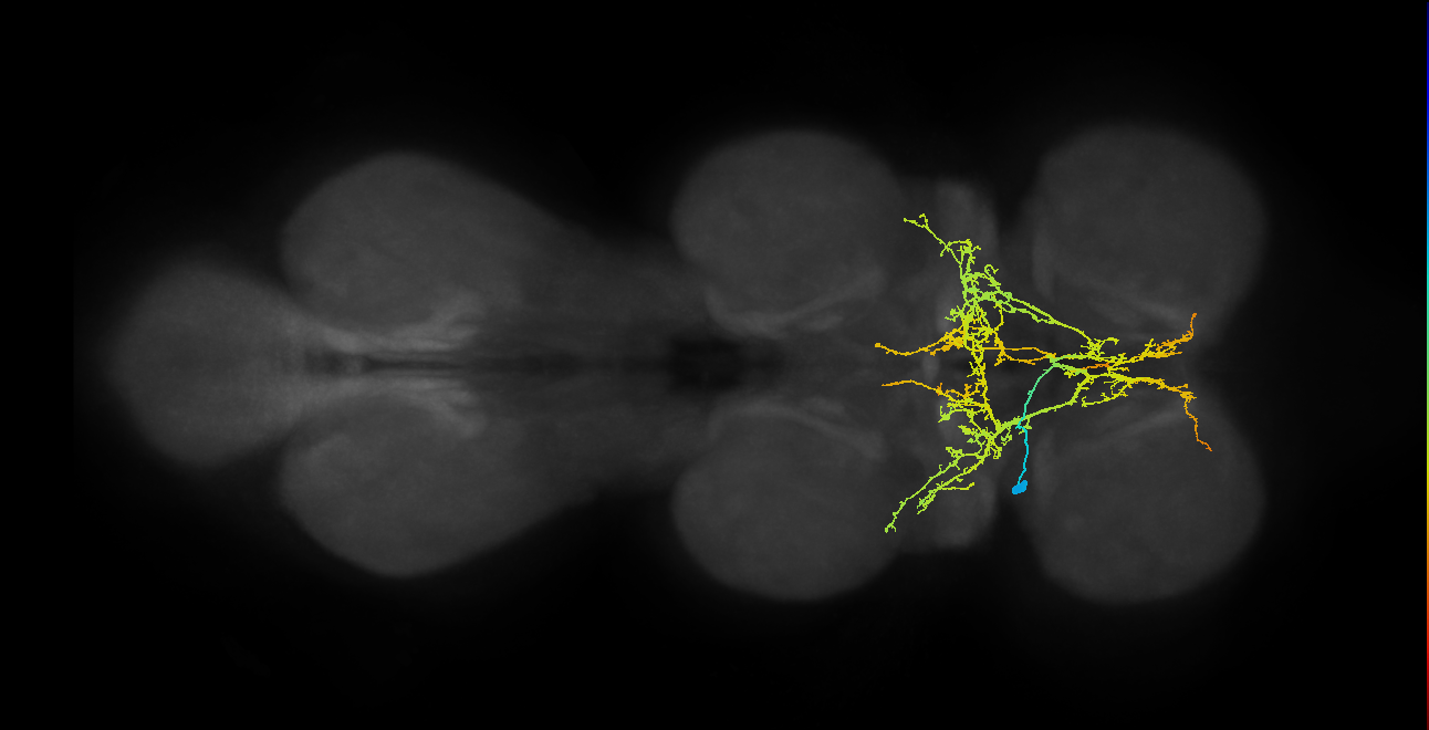 NB5-3 lineage neuron