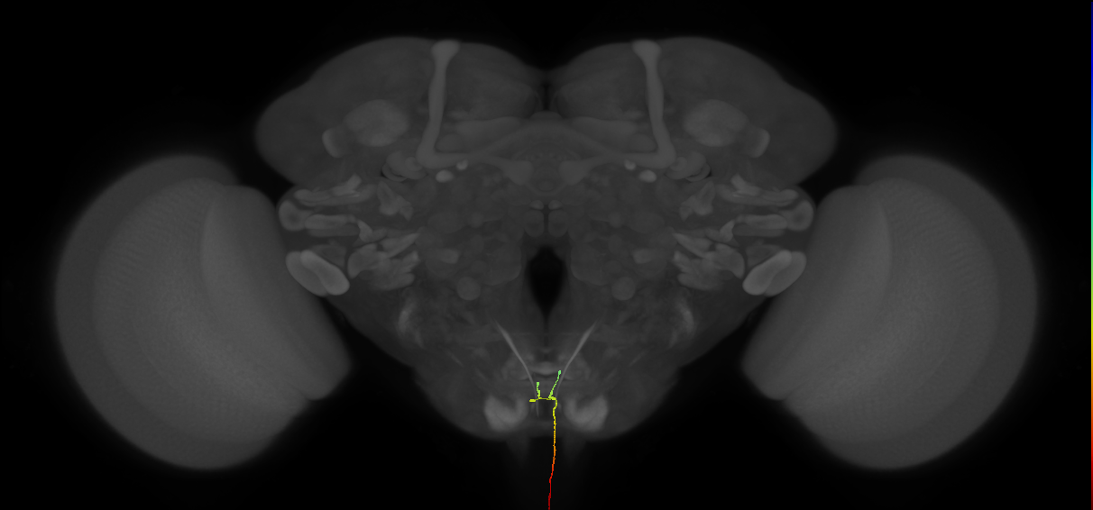 IN05B070_L (MaleCNS:166563)