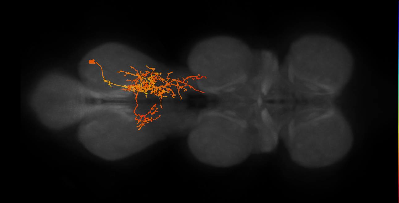 IN06A025_R (MaleCNS:803406)