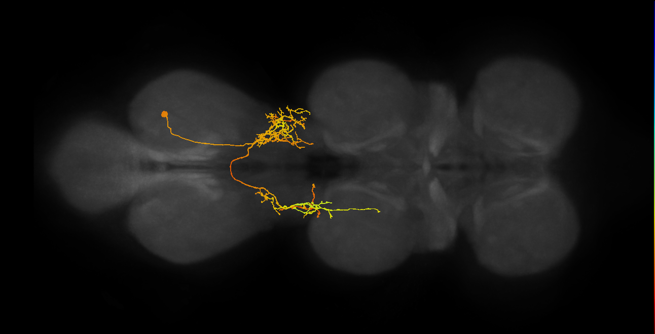 lineage 6 secondary neuron