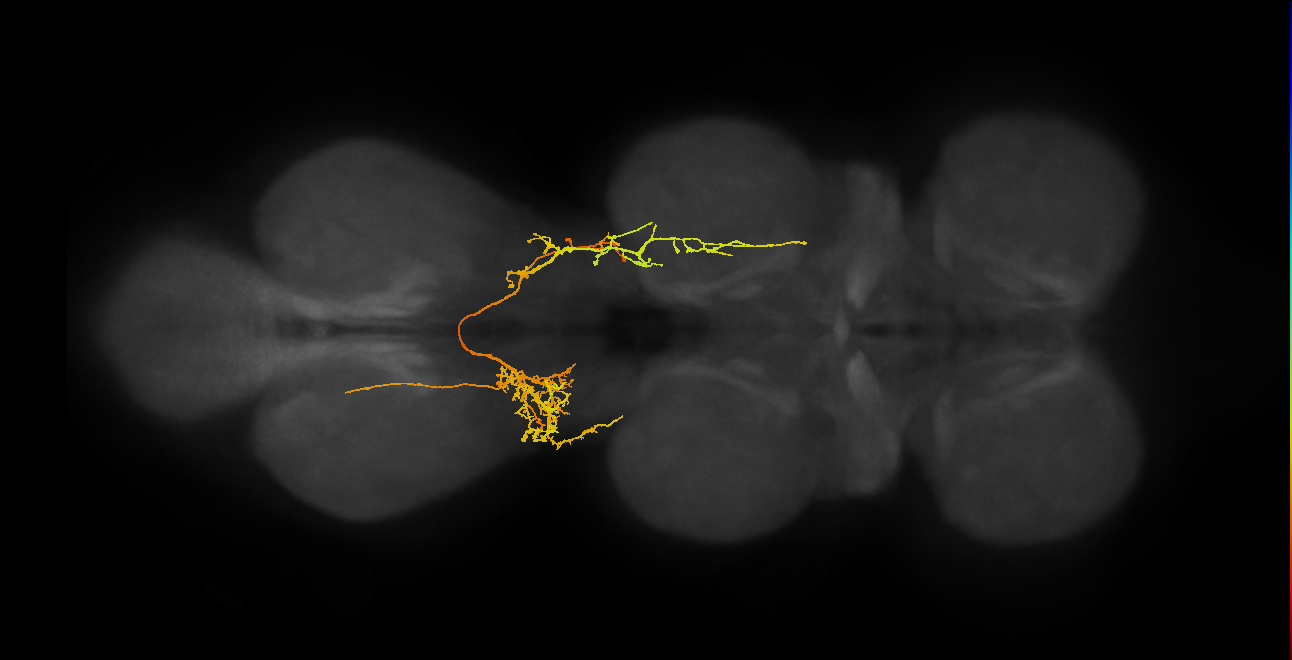 lineage 6 secondary neuron