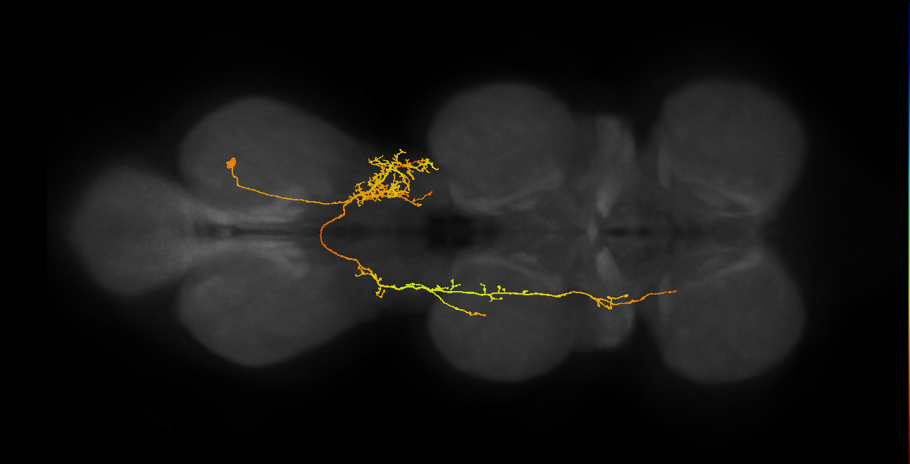 lineage 6 secondary neuron