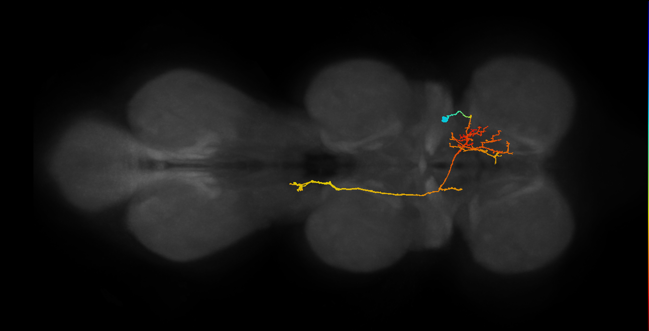 IN06A059_R (MaleCNS:806533)